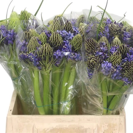 SCILLA PERUVIANA