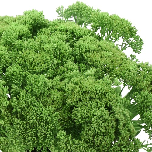 SEDUM DYED APPLE GREEN
