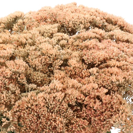 SEDUM DYED APRICOT