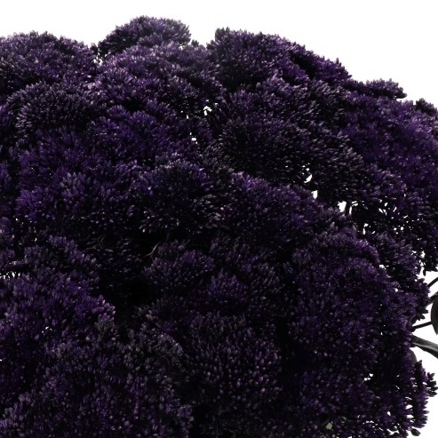 SEDUM DYED AUBERGINE