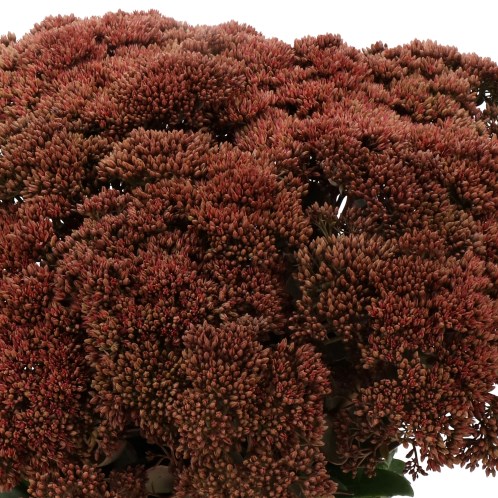 SEDUM DYED BROWN