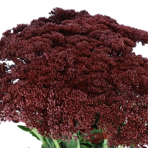 SEDUM DYED BURGUNDY