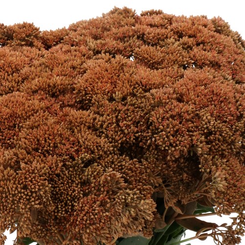 SEDUM DYED CARAMEL