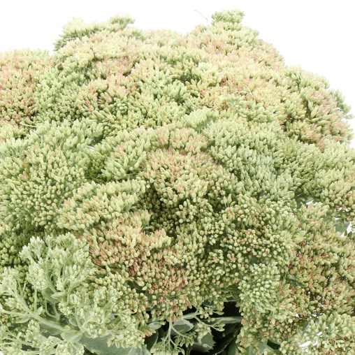 SEDUM DYED CREAM