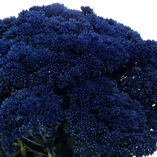 SEDUM DYED DARK BLUE