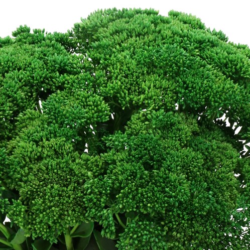 SEDUM DYED DARK GREEN