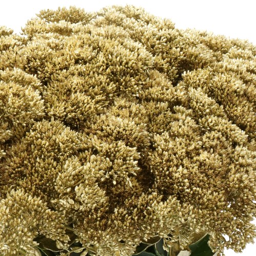SEDUM DYED GOLD