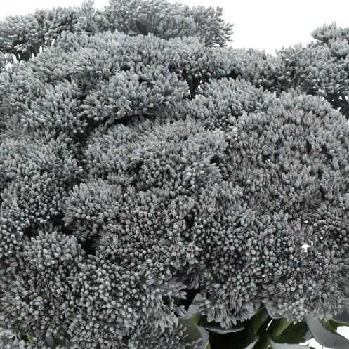 SEDUM DYED GREY
