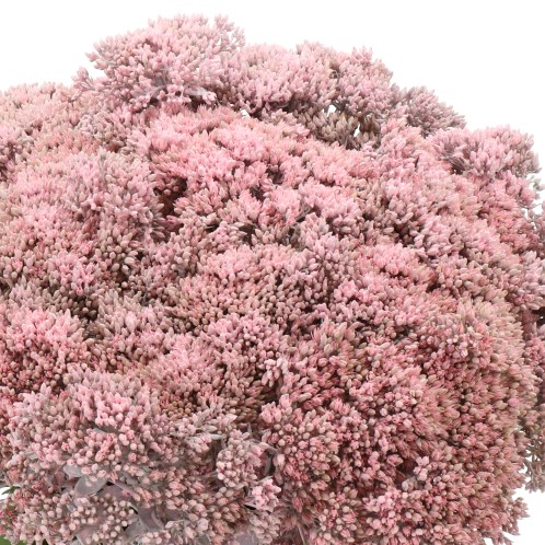 SEDUM DYED LIGHT PINK
