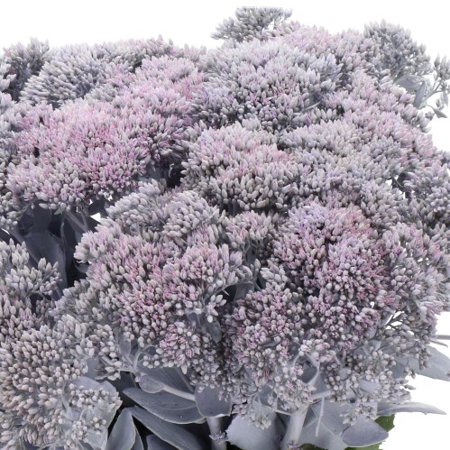 SEDUM DYED LILAC
