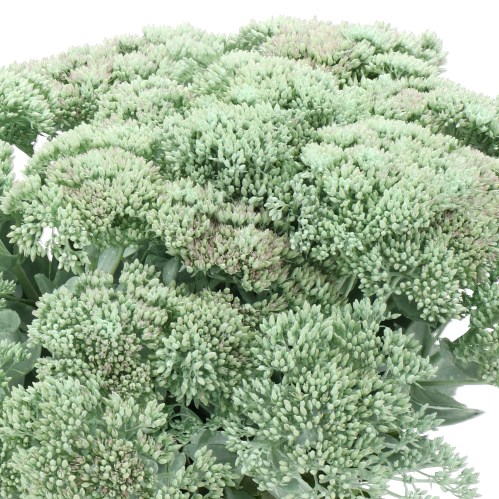 SEDUM DYED MINT GREEN