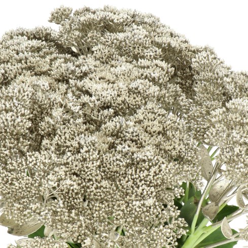 SEDUM DYED PLATINA