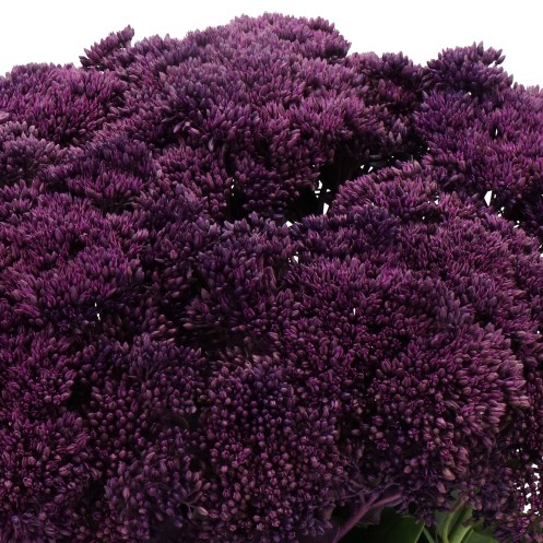 SEDUM DYED PURPLE