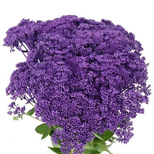SEDUM DYED PURPLE