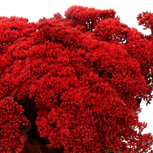 SEDUM DYED RED