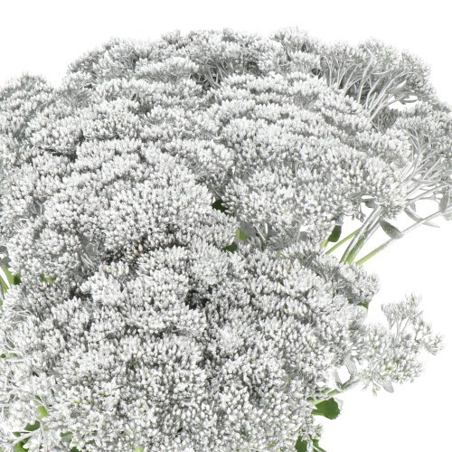 SEDUM DYED SILVER