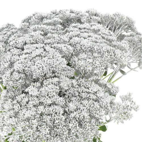 SEDUM DYED SILVER