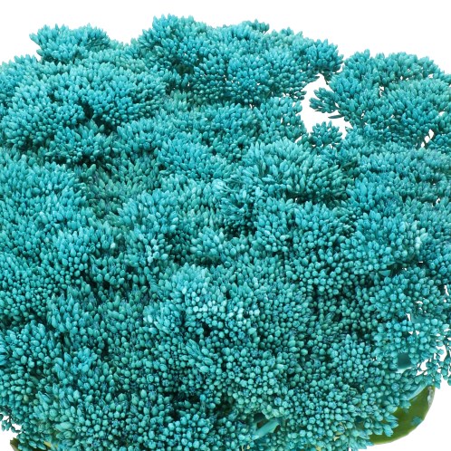 SEDUM DYED TURQUOISE