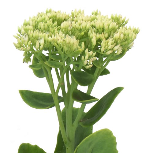 SEDUM ICEBERG