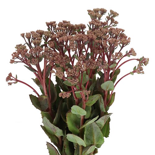 SEDUM MATRONA