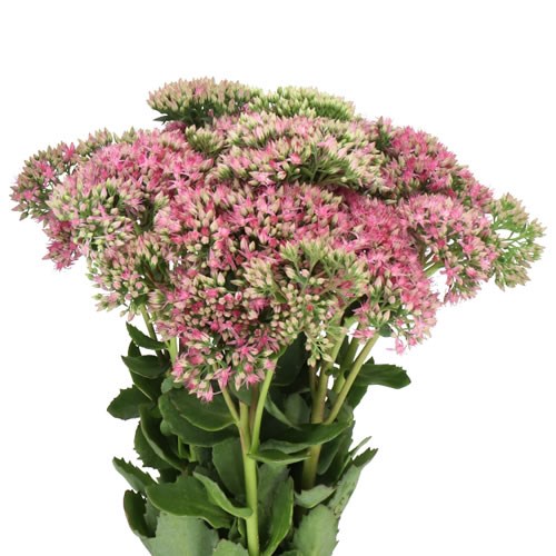 SEDUM MUNSTEAD DARK RED