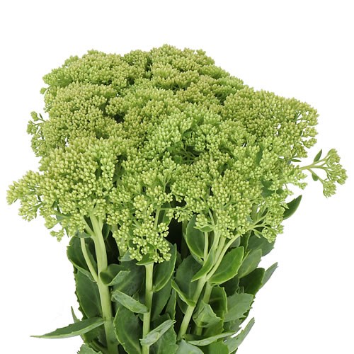 SEDUM SPECTABILE