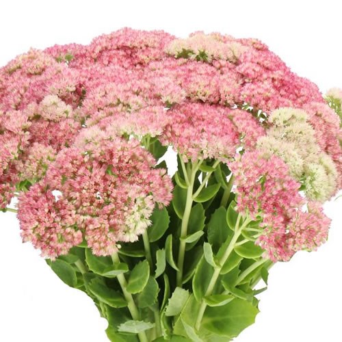 SEDUM SPECTABILE PINK