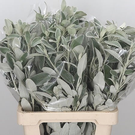SENECIO FULL MOON (DUSTY MILLER)