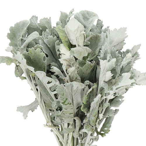 SENECIO MARITIMA NEW LOOK (DUSTY MILLER)