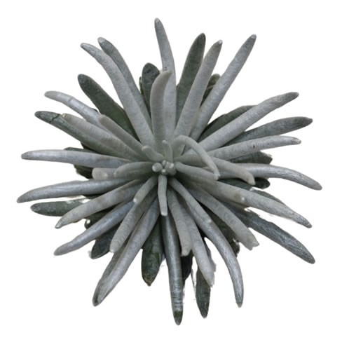 SENECIO SCAPUSIS 9CM