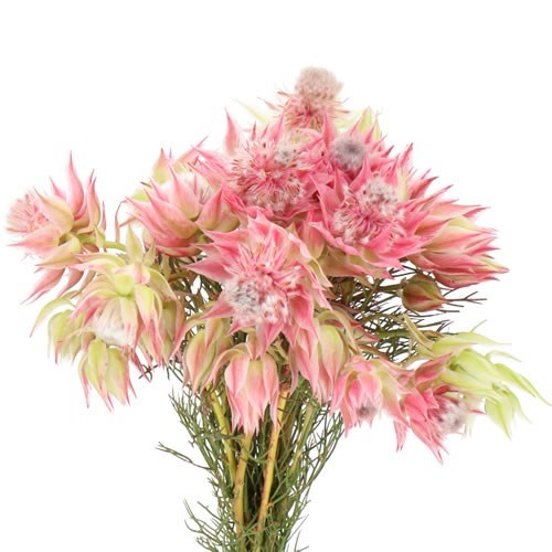 SERRURIA AYOBA PRETTY N PINK