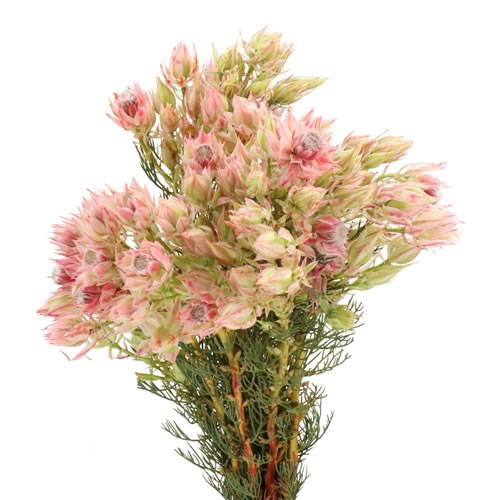 SERRURIA BRIDAL PINK