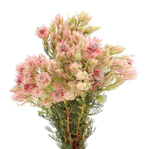 SERRURIA BRIDAL PINK