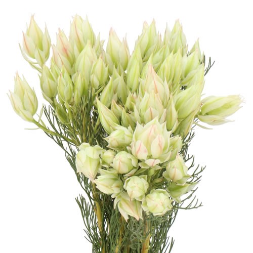SERRURIA ICE STAR