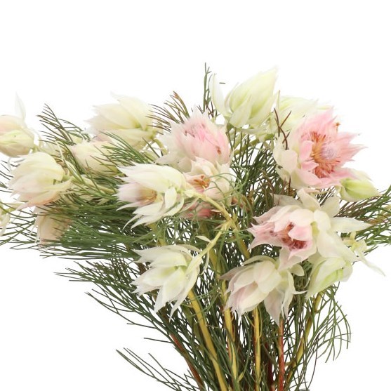 SERRURIA PRETTY N WHITE