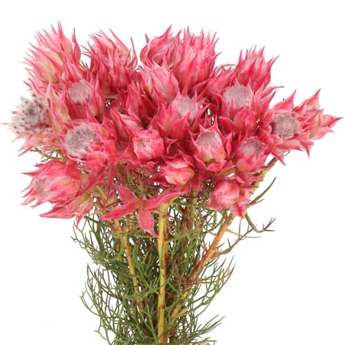 SERRURIA SHOOTING STAR