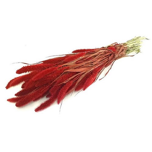SETARIA ITALICA GRASS DYED RED (DRIED)
