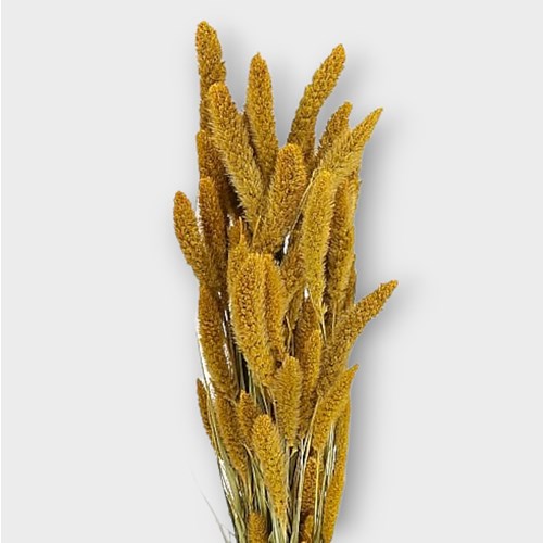 SETARIA ITALICA GRASS DYED YELLOW (DRIED)