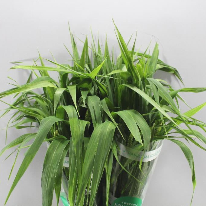 SETARIA ITALICA LOWLANDER