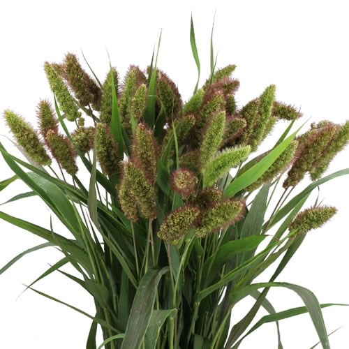 SETARIA ITALICA RED JEWEL GRASS