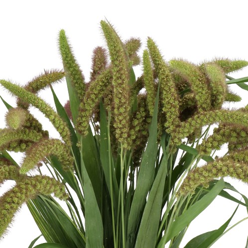 SETARIA LOWLANDER GRASS