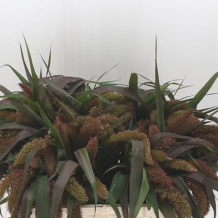SETARIA RED JEWEL GRASS