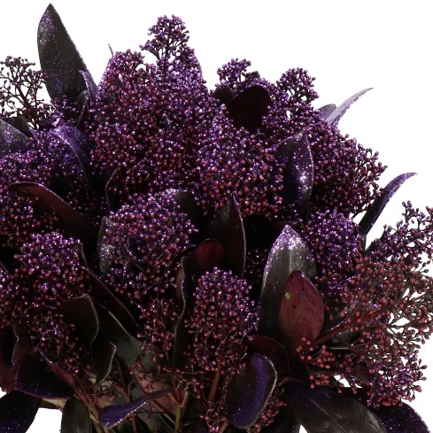 SKIMMIA DYED AUBERGINE GLITTER