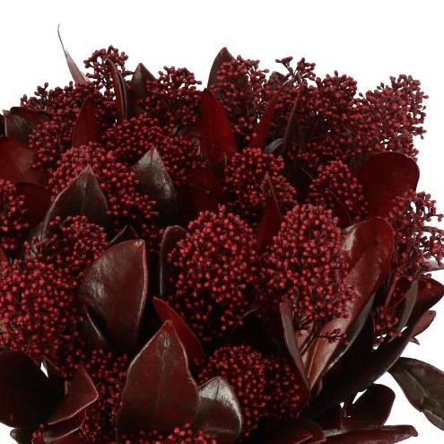SKIMMIA DYED BURGUNDY