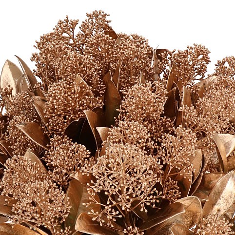 SKIMMIA DYED COPPER