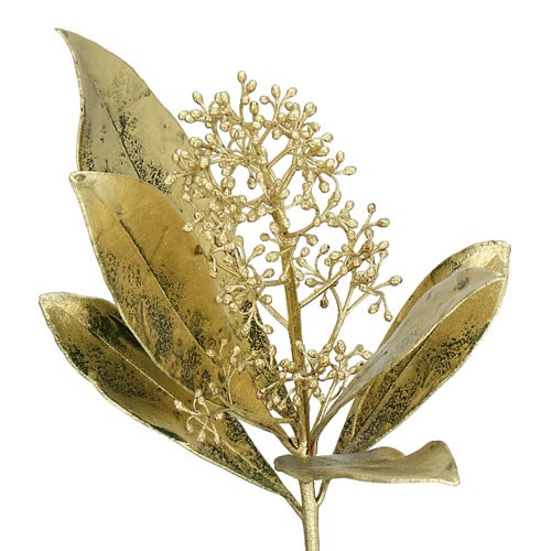 SKIMMIA DYED GOLD