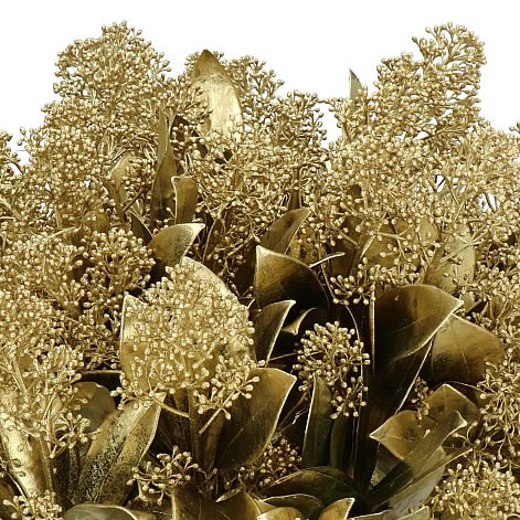 SKIMMIA DYED GOLD