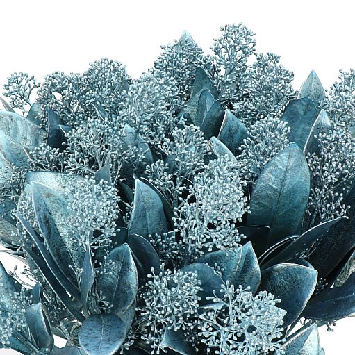 SKIMMIA DYED ICE BLUE