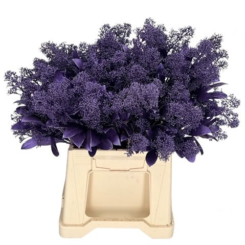SKIMMIA DYED METALLIC LILAC