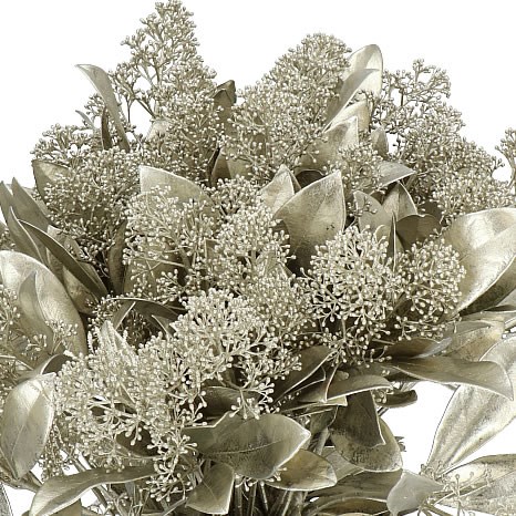 SKIMMIA DYED PLATINA